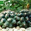 Copiapoa_ humilis ssp.humilis _FR464 _13